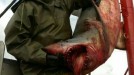 Capturan un tiburón en Lekeitio. Foto: Unai Belaustegi.