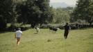 Cuidando vacas en Aniz