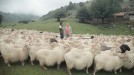 En Aralar con ovejas