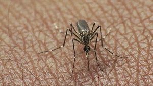 El virus zika es transmitido por el mosquito Aedes aegypti. EiTB