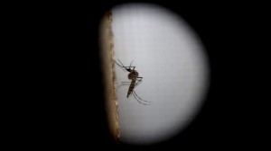 El mosquito causante del virus zika. Imagen de archivo: EFE