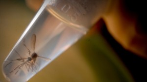 Detectados dos casos de zika en Hego Euskal Herria
