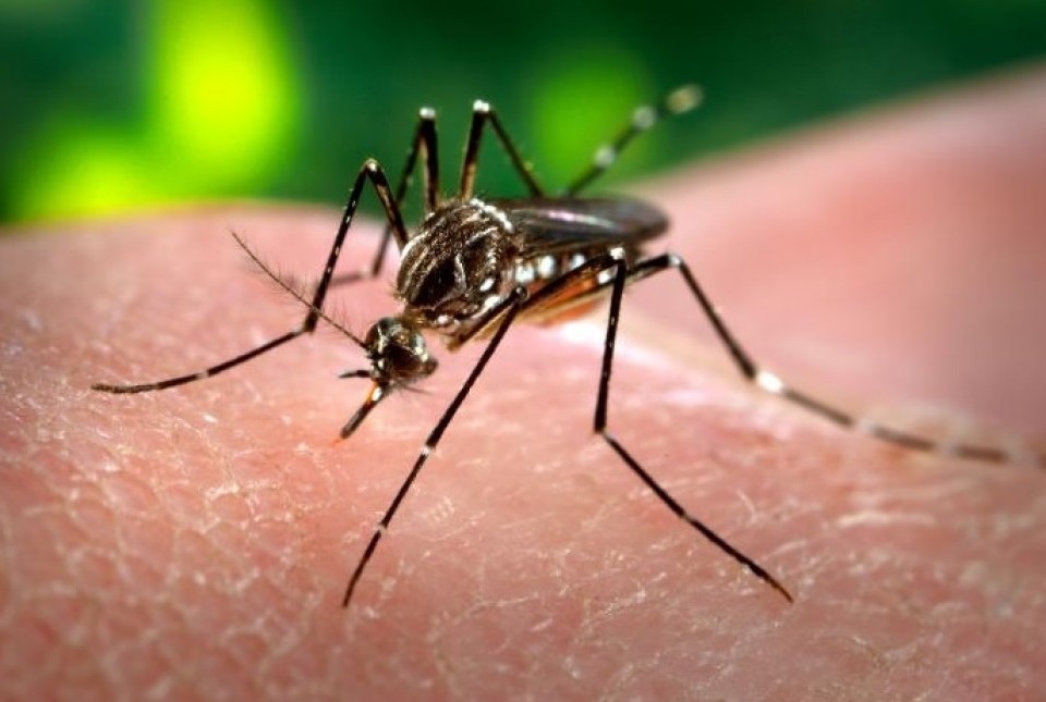Los mosquitos se pueden reproducir en aguas estancadas por más de cuatro días. Foto de archivo.