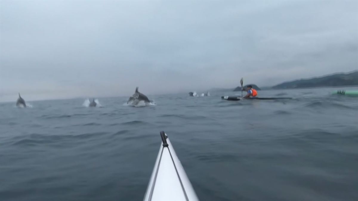 Los piragüistas, en compañía de los delfines, en la cota de Zumaia.