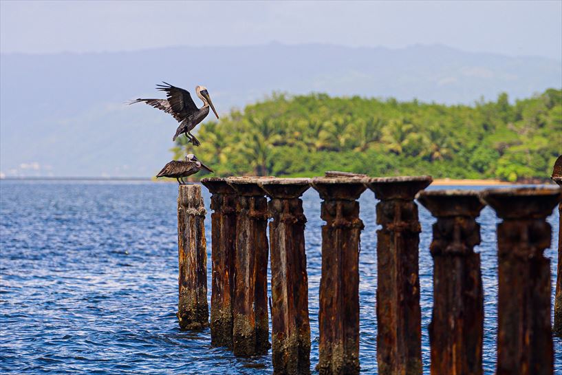 Pelicanos, en Los Haitises