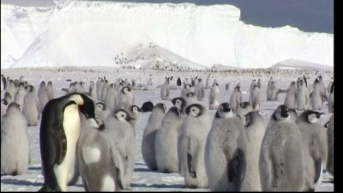 El pingüino emperador entra en la lista de animales en peligro de extinción