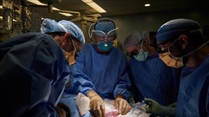 Operación de trasplante de un riñón de cerdo en el centro Langone Transplant.
