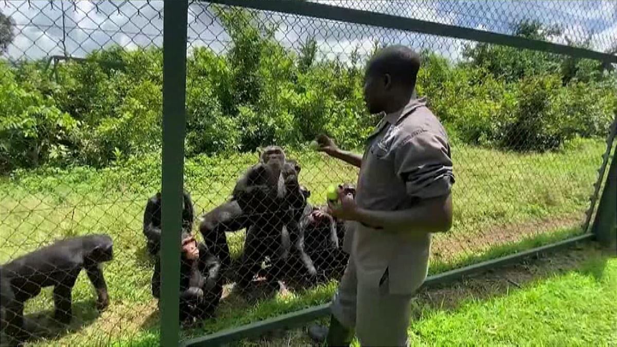La viruela del mono se detectó en África. Imagen extraída de un vídeo de EITB Media.