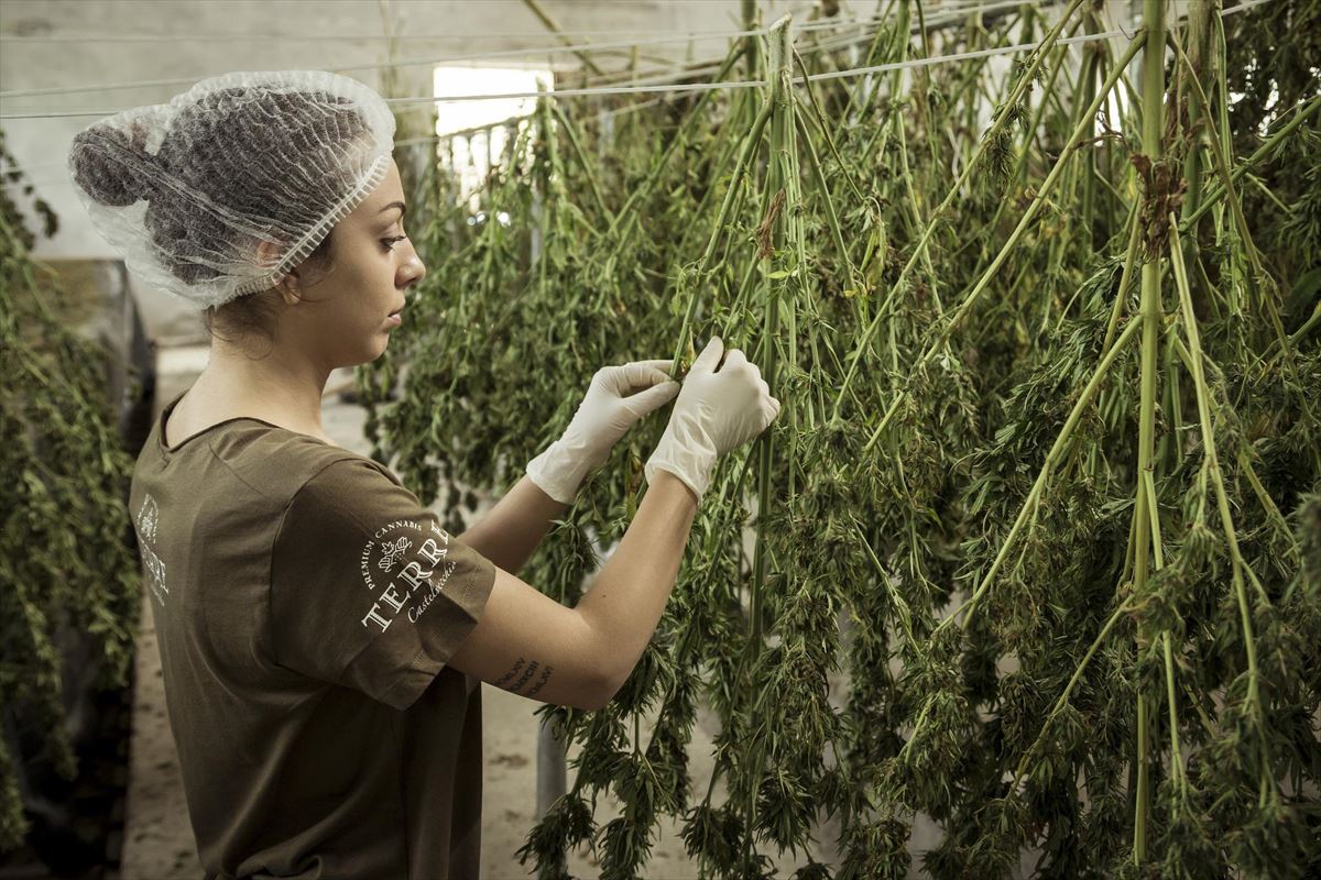 El Congreso avala legalizar el uso del cannabis con fines terapéuticos. Foto: Terre di Cannabis