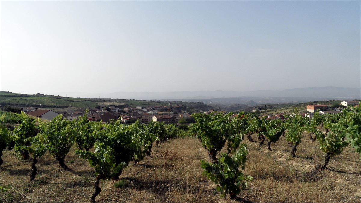 Un viñedo en Lanciego (Rioja Alavesa). Foto: Miguel Ángel López de la Calle