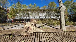 Árbol caído en Vitoria-Gasteiz. Foto: Daniel Mesa Beorlegui