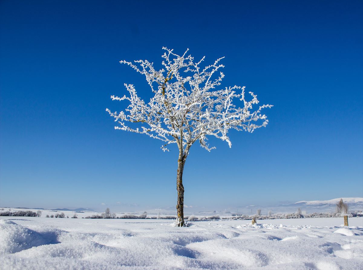 Un árbol nevado en Arrizala (Agurain). Foto: José Luis Ruiz de Larrinaga