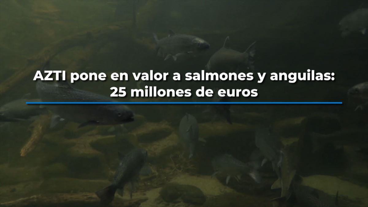 AZTI pone en valor a salmones y anguilas: 25 millones de euros, como mínimo,  Gipuzkoa.
