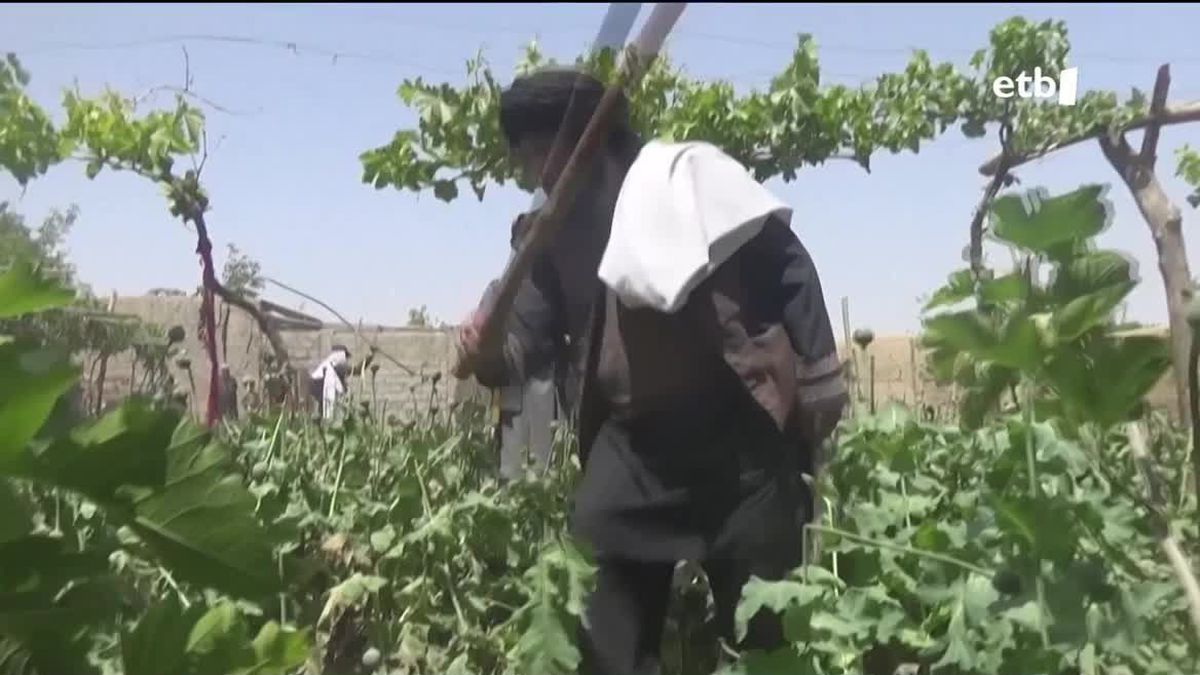 Un Talibán destruyendo plantas de opio