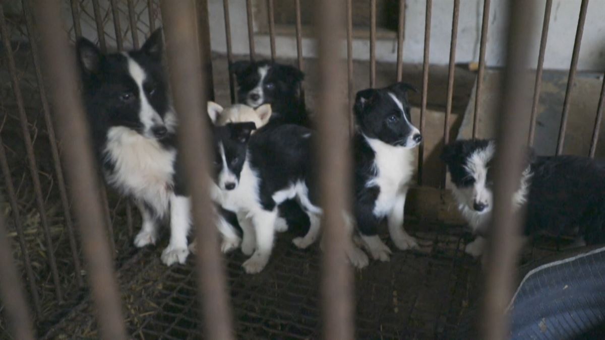 Perros en jaulas. Imagen obtenida de un vídeo de Agencias.