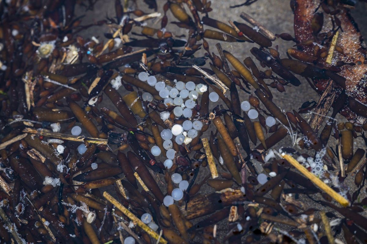 Pellets de plástico acumulados en la playa de La Virgen del Mar, en Santander. Foto: EFE